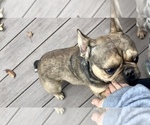 Small #2 French Bulldog
