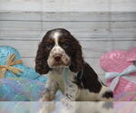 Small Photo #2 English Springer Spaniel Puppy For Sale in EAST PALESTINE, OH, USA