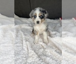 Small Photo #2 Australian Shepherd Puppy For Sale in MERIDIANVILLE, AL, USA