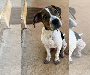 Mutt Dogs for adoption in Greenville, SC, USA