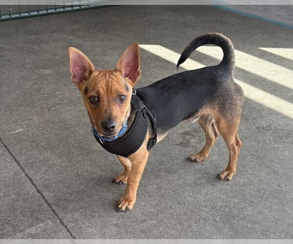 Medium Photo #1 Chiweenie Puppy For Sale in Berkeley , CA, USA