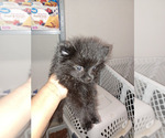 Puppy moko Pomeranian