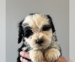 Small Photo #2 Miniature Bernedoodle Puppy For Sale in SAN JOSE, CA, USA