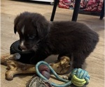 Small #11 Miniature Australian Shepherd