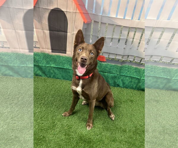 Medium Photo #2 Australian Kelpie-Siberian Husky Mix Puppy For Sale in Euless, TX, USA