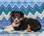 Small Photo #4 Shetland Sheepdog Puppy For Sale in OXFORD, PA, USA
