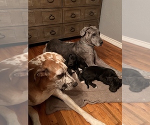 Mother of the Great Dane puppies born on 08/29/2022