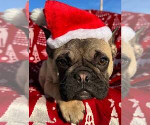 French Bulldog Puppy for sale in REDMOND, WA, USA