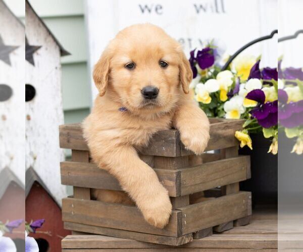 Medium Photo #1 Golden Retriever Puppy For Sale in MORGANTOWN, PA, USA