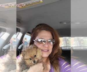 Father of the Pomeranian puppies born on 10/28/2025