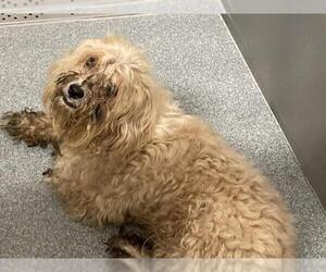 Poodle (Miniature)-Unknown Mix Dogs for adoption in Orange, CA, USA