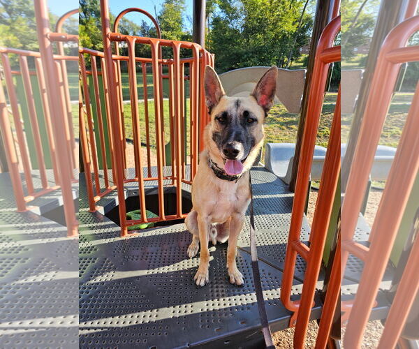 Medium Photo #12 Mutt Puppy For Sale in Stevens Point, WI, USA