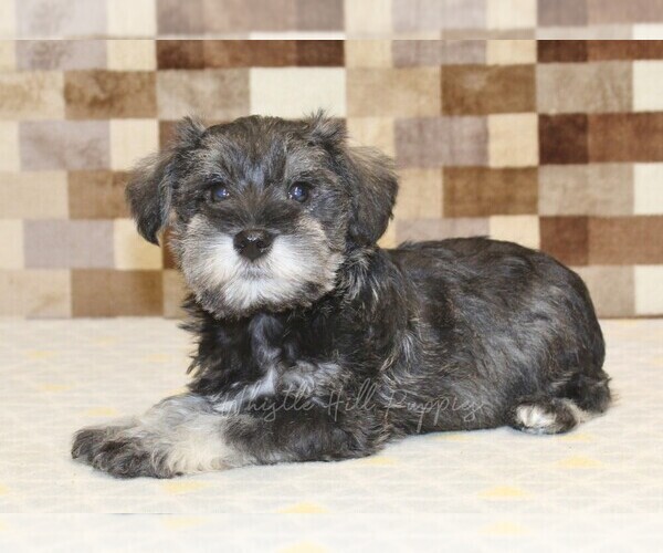 Medium Photo #2 Schnauzer (Miniature) Puppy For Sale in DENVER, PA, USA