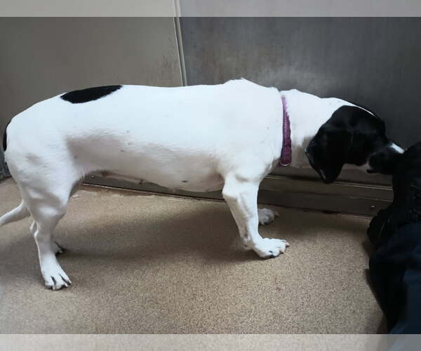 Medium Photo #5 Basset Hound-Unknown Mix Puppy For Sale in Petaluma, CA, USA