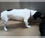 Small #4 Basset Hound Mix