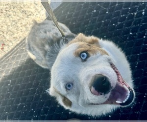 Cardigan Welsh Corgi Puppy for Sale in ELY, Nevada USA