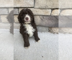 Aussiedoodle Miniature  Puppy for sale in BROOKSVILLE, FL, USA