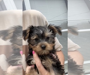 Morkie Puppy for sale in VIRGINIA BEACH, VA, USA