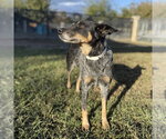 SKY - Female Mutt Dog for Adoption - Small photo