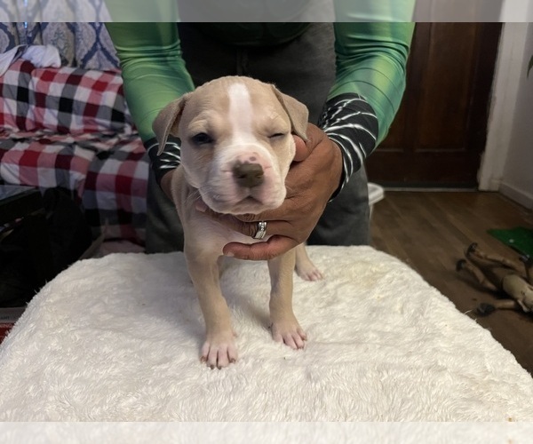 Medium Photo #15 American Bully Puppy For Sale in DUNDALK, MD, USA