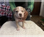 Small Photo #15 American Bully Puppy For Sale in DUNDALK, MD, USA