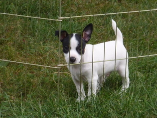 Rat Terrier Puppy for sale in MAGNOLIA, OH, USA