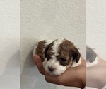 Small #8 Bernedoodle (Miniature)