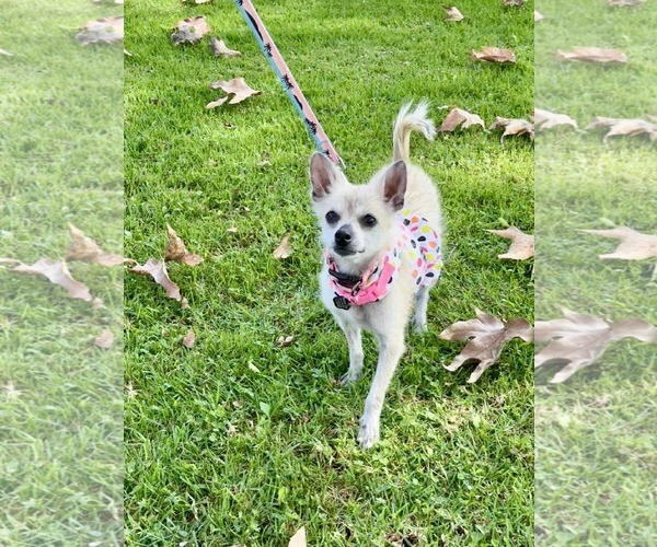 Medium Photo #3 Chihuahua Puppy For Sale in Menifee, CA, USA