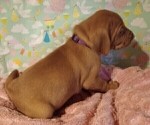 Small Photo #6 Vizsla Puppy For Sale in SYLVA, NC, USA