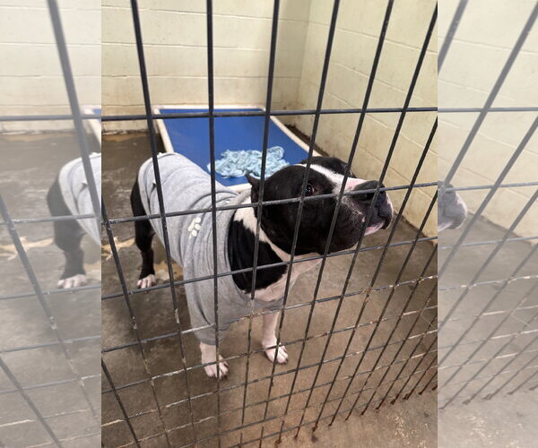 Medium Photo #5 American Staffordshire Terrier-Unknown Mix Puppy For Sale in Jackson, MS, USA