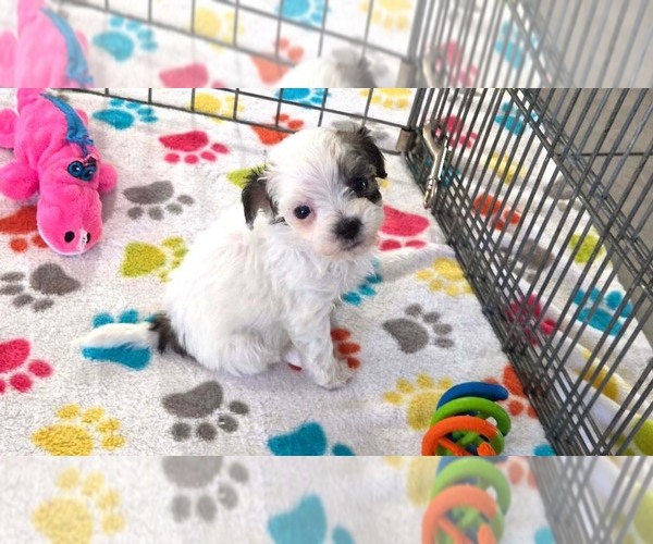 Medium Photo #12 Havapoo Puppy For Sale in ORO VALLEY, AZ, USA
