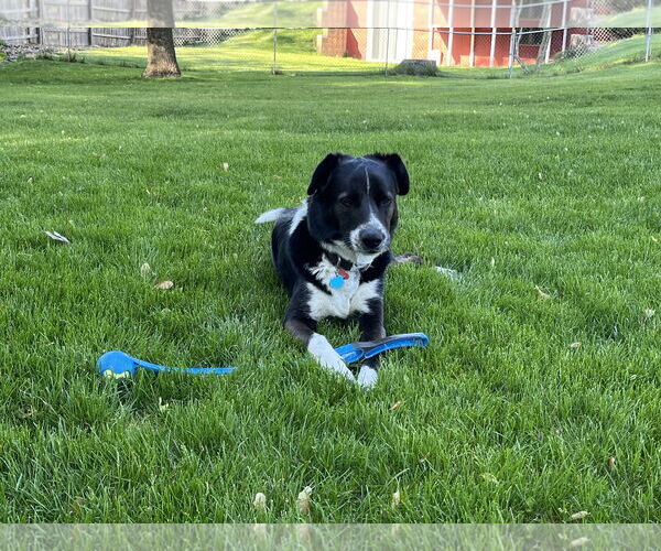 Medium Photo #10 Border Collie-Unknown Mix Puppy For Sale in Highland, IL, USA