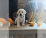 Small Photo #2 Labrador Retriever Puppy For Sale in HUTCHINSON, KS, USA