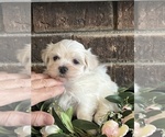 Small #1 Maltese
