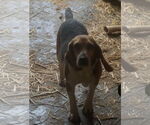 Small #3 Beagle