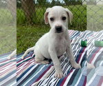 Small #2 Bulldog-Labrador Retriever Mix