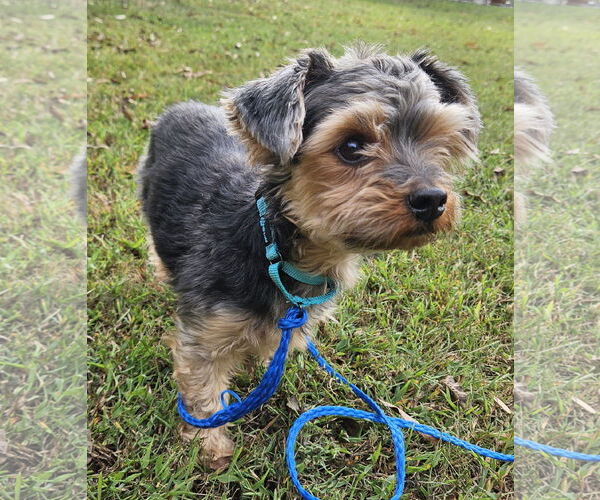 Medium Photo #4 Mutt Puppy For Sale in Arlington, VA, USA