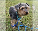 Small #3 Mutt