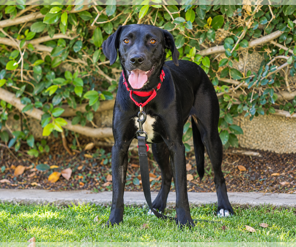 Medium Photo #3 Labrador Retriever-Unknown Mix Puppy For Sale in Clovis, CA, USA