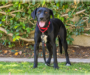 Sapphire - Female Labrador Retriever-Unknown Mix Dog for Adoption - Photo #3