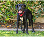 Small #2 Labrador Retriever Mix