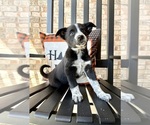 Small #1 Australian Cattle Dog-Border Collie Mix