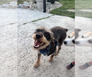 Crypto - Male Mutt Dog for Adoption - Photo #5