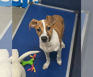 Mutt Dogs for adoption in Sterling, MA, USA