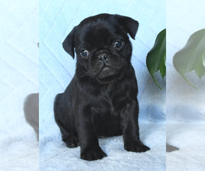 Pug Puppy for sale in PERRYSBURG, OH, USA