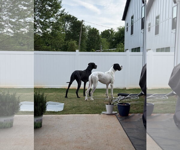 Medium Photo #3 Great Dane Puppy For Sale in Greenville, SC, USA