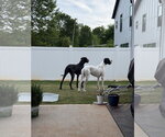 Small #2 Great Dane