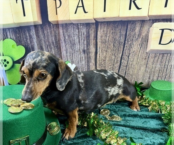 Medium Photo #7 Dachshund Puppy For Sale in CASSVILLE, MO, USA