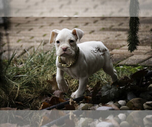 Boxer Puppy for sale in SHIPSHEWANA, IN, USA