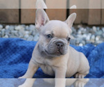 Puppy 1 French Bulldog